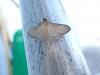 Bradina sp.